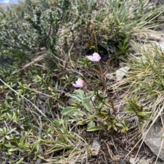 Caladenia alpina at Kosciuszko National Park, NSW - 7 Jan 2023