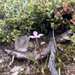 Caladenia alpina at Kosciuszko National Park, NSW - suppressed