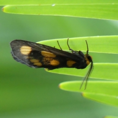 Asura cervicalis (Spotted Lichen Moth) at Braemar, NSW - 15 Jan 2023 by Curiosity