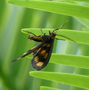 Asura cervicalis at Braemar, NSW - 15 Jan 2023 08:01 AM