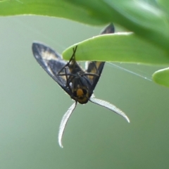 Asura cervicalis at Braemar, NSW - 15 Jan 2023 08:01 AM