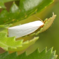 Xylorycta assimilis (A Xyloryctid moth) at Wingecarribee Local Government Area - 14 Jan 2023 by Curiosity