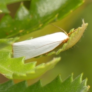 Xylorycta assimilis at Braemar, NSW - 14 Jan 2023 01:19 PM