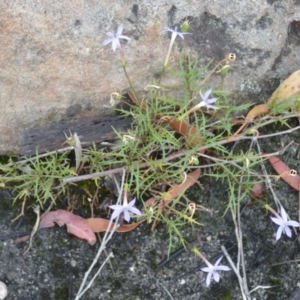 Isotoma axillaris at Barringella, NSW - 16 Jan 2023