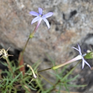 Isotoma axillaris at Barringella, NSW - 16 Jan 2023