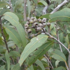 Corymbia eximia (Yellow Bloodwood) at Barringella, NSW - 16 Jan 2023 by plants