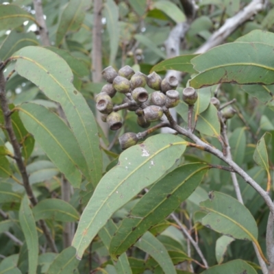 Corymbia eximia (Yellow Bloodwood) at Barringella, NSW - 16 Jan 2023 by plants