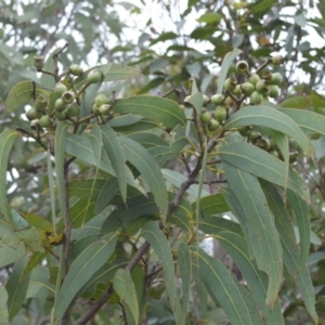 Corymbia eximia at Barringella, NSW - 16 Jan 2023
