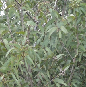 Corymbia eximia at Barringella, NSW - 16 Jan 2023 10:57 PM