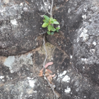 Ficus rubiginosa (Port Jackson or Rusty Fig) at Barringella, NSW - 16 Jan 2023 by plants