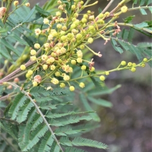 Acacia irrorata subsp. irrorata at Yalwal, NSW - 16 Jan 2023 11:09 PM