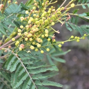 Acacia irrorata subsp. irrorata at Yalwal, NSW - 16 Jan 2023