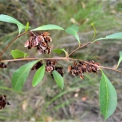 Dodonaea triquetra (Large-leaf Hop-Bush) at Yalwal, NSW - 16 Jan 2023 by plants