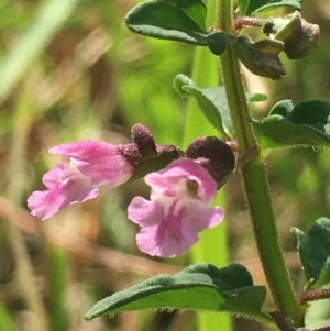 Scutellaria humilis at Lower Boro, NSW - 14 Jan 2023