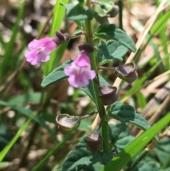 Scutellaria humilis at Lower Boro, NSW - 14 Jan 2023 11:12 AM