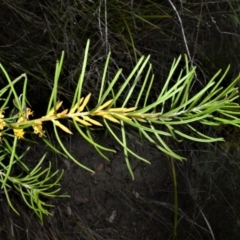 Persoonia mollis subsp. leptophylla at Yalwal, NSW - 16 Jan 2023 by plants