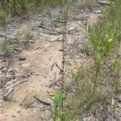 Hakea dohertyi at Yalwal, NSW - 16 Jan 2023 by plants