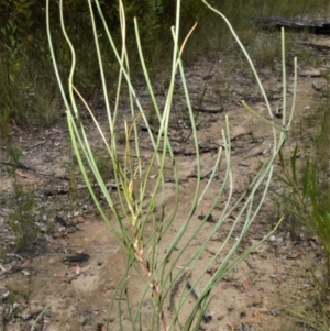 Hakea dohertyi at suppressed - 16 Jan 2023