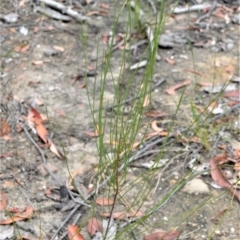 Hakea dohertyi (Kowmung Hakea) at Yalwal, NSW - 16 Jan 2023 by plants