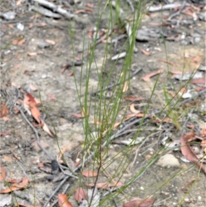 Hakea dohertyi at Yalwal, NSW - 16 Jan 2023