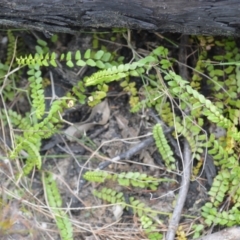 Lindsaea linearis (Screw Fern) at Barringella, NSW - 16 Jan 2023 by plants