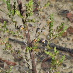 Leptospermum parvifolium (Small-leaved tea-tree) at Yalwal, NSW - 17 Jan 2023 by plants