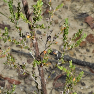 Leptospermum parvifolium (Small-leaved tea-tree) at Yalwal, NSW - 17 Jan 2023 by plants
