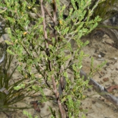 Leptospermum parvifolium at Yalwal, NSW - 17 Jan 2023 12:19 AM