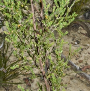 Leptospermum parvifolium at Yalwal, NSW - 17 Jan 2023