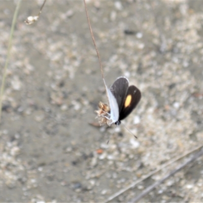 Candalides xanthospilos (Yellow-spotted Blue) at Yalwal, NSW - 17 Jan 2023 by plants