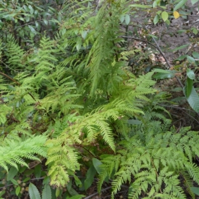 Pteris tremula (Tender Brake) at Bamarang, NSW - 17 Jan 2023 by plants