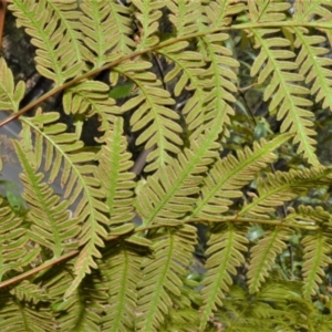 Pteris tremula at Bamarang, NSW - 17 Jan 2023 01:02 AM