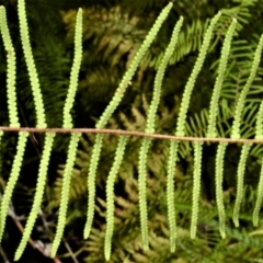 Gleichenia dicarpa (Wiry Coral Fern) at Bamarang, NSW - 17 Jan 2023 by plants