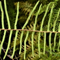 Gleichenia dicarpa (Wiry Coral Fern) at Bamarang, NSW - 16 Jan 2023 by plants