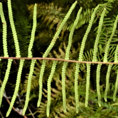 Gleichenia dicarpa (Wiry Coral Fern) at Bamarang, NSW - 16 Jan 2023 by plants