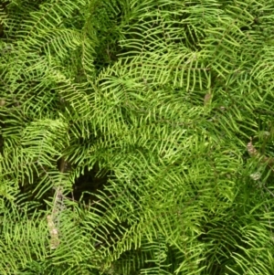 Gleichenia dicarpa at Bamarang, NSW - suppressed