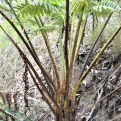 Cyathea cooperi (Straw Treefern) at Bamarang, NSW - 16 Jan 2023 by plants