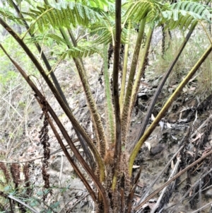 Cyathea cooperi at Bamarang, NSW - 17 Jan 2023