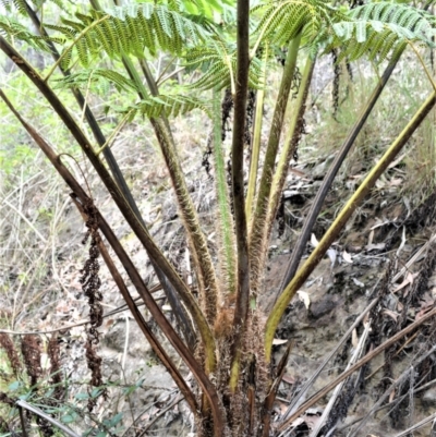 Cyathea cooperi (Straw Treefern) at Bamarang, NSW - 16 Jan 2023 by plants