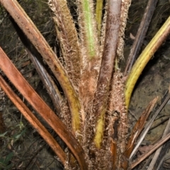 Cyathea cooperi at Bamarang, NSW - suppressed