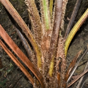 Cyathea cooperi at Bamarang, NSW - suppressed