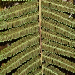 Cyathea cooperi at Bamarang, NSW - suppressed