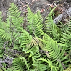 Christella dentata (Binung) at Bamarang, NSW - 16 Jan 2023 by plants