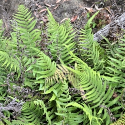 Christella dentata (Binung) at Bamarang, NSW - 16 Jan 2023 by plants