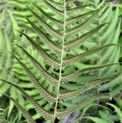 Christella dentata at Bamarang, NSW - 17 Jan 2023 01:00 AM