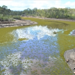 Salvinia molesta (Salvinia) at Mundamia, NSW - 12 Nov 2021 by plants