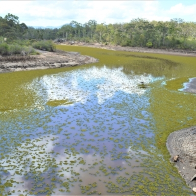 Salvinia molesta (Salvinia) at Mundamia, NSW - 11 Nov 2021 by plants