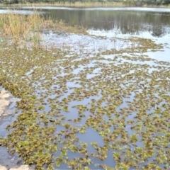 Salvinia molesta at Mundamia, NSW - 12 Nov 2021 12:33 AM