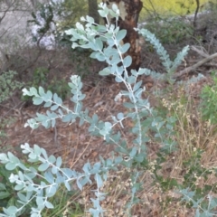 Acacia podalyriifolia (Queensland Silver Wattle) at Mundamia, NSW - 16 Jan 2023 by plants