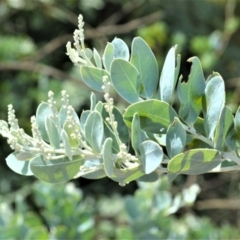 Acacia podalyriifolia at Mundamia, NSW - 17 Jan 2023